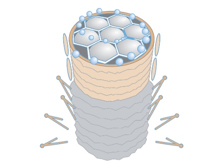 HydroFibre